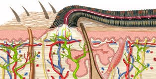 VARİKOSEL DAHİL, TOPLARDAMARI AÇMAK İÇİN YARATILMIŞ SÜLÜK
